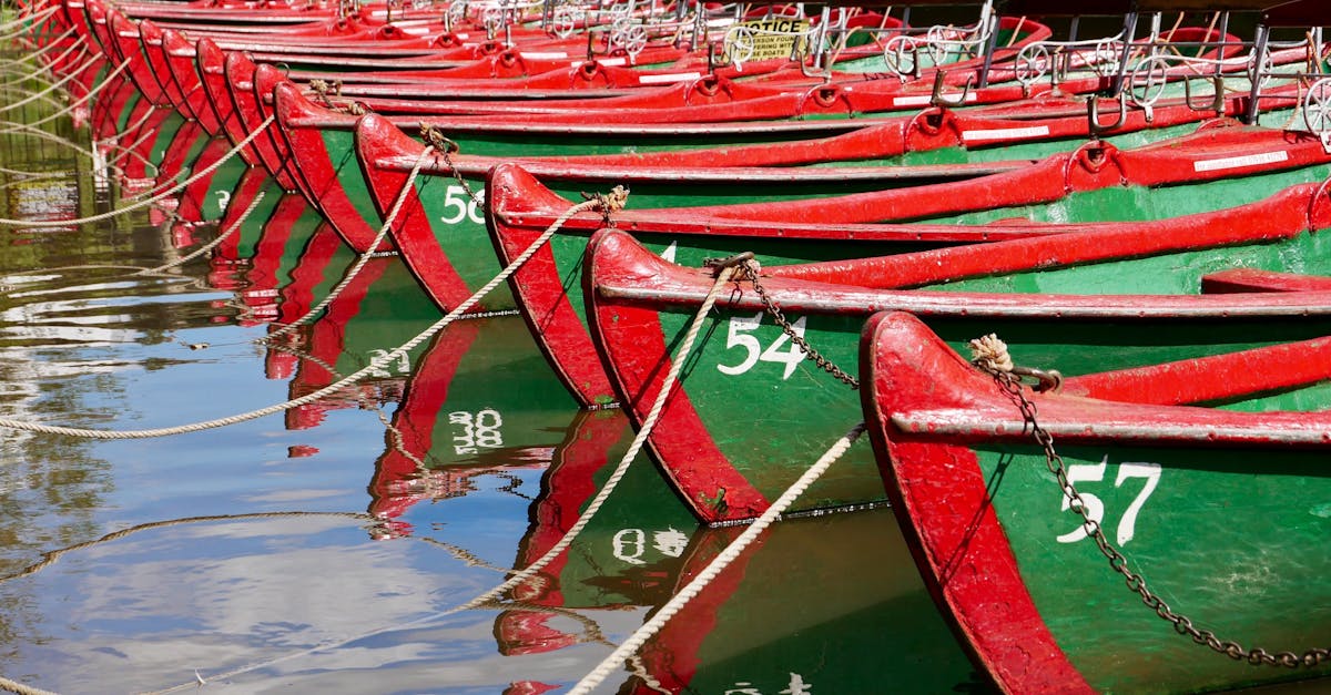 Seasonal Wildlife You Can Spot While Boating in Mornington Peninsula